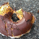 Illustration for article titled Urban Ants Love Junk Food, Too